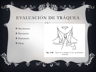 EVALUACIÓN DE TRÁQUEA
 Movimentos
 Desviación
 Fluctuación
 Fijeza
 