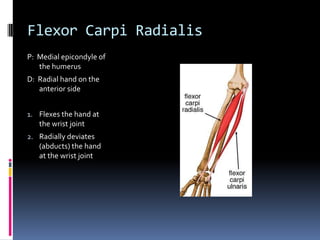 Flexor Carpi RadialisP:  Medial epicondyle of the humerusD:  Radial hand on the anterior sideFlexes the hand at the wrist jointRadially deviates (abducts) the hand at the wrist joint