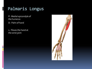 Palmaris LongusP:  Medial epicondyle of the humerusD:  Palm of hand1.  Flexes the hand at the wrist joint