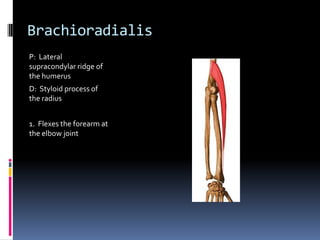 BrachioradialisP:  Lateral supracondylar ridge of the humerusD:  Styloid process of the radius1.  Flexes the forearm at the elbow joint