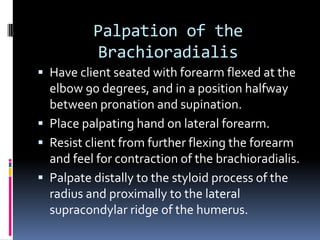 Palpation of the BrachioradialisHave client seated with forearm flexed at the elbow 90 degrees, and in a position halfway between pronation and supination.Place palpating hand on lateral forearm.Resist client from further flexing the forearm and feel for contraction of the brachioradialis.Palpate distally to the styloid process of the radius and proximally to the lateral supracondylar ridge of the humerus.
