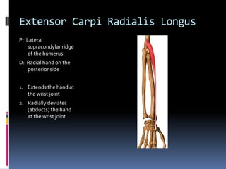Extensor Carpi Radialis LongusP:  Lateral supracondylar ridge of the humerusD:  Radial hand on the posterior sideExtends the hand at the wrist jointRadially deviates (abducts) the hand at the wrist joint