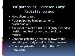 Palpation of Extensor Carpi Radialis LongusHave client seated Place palpating hand posterior to brachioradialisAsk client to make a fist in a slightly extended position and feel for contraction of the muscle.Continue palpating proximally toward the lateral supracondylar ridge of the humerus.Continue palpating distally to the 2nd metacarpal