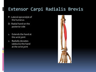 Extensor Carpi Radialis BrevisP:  Lateral epicondyle of the humerusD:  Radial hand on the posterior sideExtends the hand at the wrist jointRadially deviates (abducts) the hand at the wrist joint