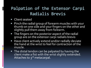 Palpation of the Extensor Carpi Radialis BrevisClient seatedPinch the radial group of forearm muscles with your thumb on one side and your fingers on the other and slightly pull them away from forearm.The fingers on the posterior aspect of the radial group are on the extensor carpi radialis brevisHave client actively extend and/or radially deviate the hand at the wrist to feel for contraction of the muscle.The distal tendon can be palpated by having the client make a fist with the wrist slightly extended.  Attaches to 3rd metacarpal.