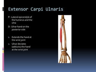 Extensor Carpi UlnarisP:  Lateral epicondyle of the humerus and the ulnaD:  Ulnar hand on the posterior sideExtends the hand at the wrist jointUlnar deviates (adducts) the hand at the wrist joint