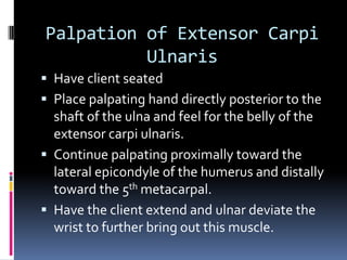 Palpation of Extensor Carpi UlnarisHave client seatedPlace palpating hand directly posterior to the shaft of the ulna and feel for the belly of the extensor carpi ulnaris.Continue palpating proximally toward the lateral epicondyle of the humerus and distally toward the 5th metacarpal.Have the client extend and ulnar deviate the wrist to further bring out this muscle.