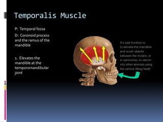 Temporalis MuscleP:  Temporal fossaD:  Coronoid process and the ramus of the mandible1.  Elevates the mandible at the temporomandibular joint