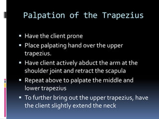 Palpation of the TrapeziusHave the client pronePlace palpating hand over the upper trapezius.Have client actively abduct the arm at the shoulder joint and retract the scapulaRepeat above to palpate the middle and lower trapeziusTo further bring out the upper trapezius, have the client slightly extend the neck