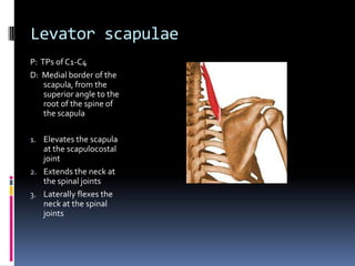 Levator scapulaeP:  TPs of C1-C4D:  Medial border of the scapula, from the superior angle to the root of the spine of the scapulaElevates the scapula at the scapulocostal jointExtends the neck at the spinal jointsLaterally flexes the neck at the spinal joints