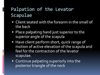Palpation of the Levator ScapulaeClient seated with the forearm in the small of the backPlace palpating hand just superior to the superior angle of the scapulaHave client perform short, quick range of motion of active elevation of the scapula and feel for the contraction of the levator scapulae.Continue palpating superiorly into the posterior triangle of the neck