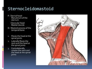 Sternocleidomastoid P:  Sternal head:  Manubrium of the sternum       Clavicular head:  Medial clavicleD:  Mastoid process of the temporal boneFlexes the head at the spinal jointsLaterally flexes the neck and the head at the spinal jointsContralaterally rotates the neck and the head at the spinal joints