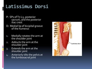 Latissimus DorsiP:  SPs of T7-L5, posterior sacrum, and the posterior iliac crestD:  Medial lip of bicipital groove of the humerusMedially rotates the arm at the shoulder jointAdducts the arm at the shoulder jointExtends the arm at the shoulder jointAnteriorly tilts the pelvis at the lumbosacral joint 