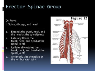 Continue palpating the muscle toward its humeral attachment.  It can be difficult to distinguish the tendon of the latissimusdorsi from the tendon of the teres major because they often blend together.Palpation of LatissimusDorsi