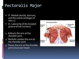 Have client seated with hand placed in the small of the backPlace palpating hand between the scapula at a level that is between the inferior angle and the root of the spine of the scapula and the spineAsk the client to lift the hand away from the back and feel for the contraction of the rhomboidsPalpation of Rhomboid Major and Minor