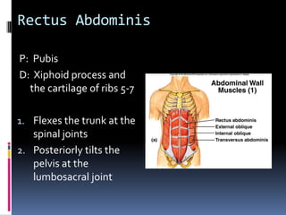 Have client pronePlace palpating hands lateral to the SPs of the vertebral column in the lumbar region and feel for the vertical orientation of the fibers of the muscleContinue palpating inferiorly and superiorlyAsk the client to actively extend the upper part of the body off the table and feel for contraction of the erector spinae groupTo palpate the erector spinae of the neck it is easier to have the client supine Plapation of Erector Spinae