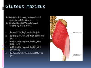 Have client seatedHave client raise arm to 90 degrees of abduction at the shoulder jointPlace palpating hand on the belly of the muscleAsk the client to actively horizontally flex the arm at the shoulder joint against resistance and feel for the contraction of the pectoralis majorContinue palpating the muscle medially and superiorly toward its attachment s on the trunk and distally toward its humeral attachmentPalpation of the Pectoralis Major