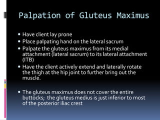 Rectus AbdominisP:  Pubis D:  Xiphoid process and the cartilage of ribs 5-7Flexes the trunk at the spinal jointsPosteriorly tilts the pelvis at the lumbosacral joint