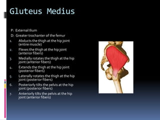 Have the client supine with a pillow under the knees Place palpating hands between the xiphoid process of the sternum and the adjacent ribs superiorly and the pubis inferiorlyAsk the client to alternate between mild flexion of the trunk and relaxation so that you can feel for the contraction of the musclePalpate the rectus abdominis superiorly toward its ribcage attachment and inferiorly toward its pelvic attachmentPalpation of the Rectus Abdominis