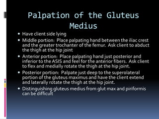 Gluteus MaximusP:  Posterior iliac crest, posterolateral sacrum, and the coccyxD:  Iliotibial band (ITB) and glutealtuberosity of the femurExtends the thigh at the hip jointLaterally rotates the thigh at the hip jointAbducts the thigh at the hip joint (upper 1/3)Adducts the thigh at the hip joint (lower 2/3)Posteriorly tilts the pelvis at the hip joint