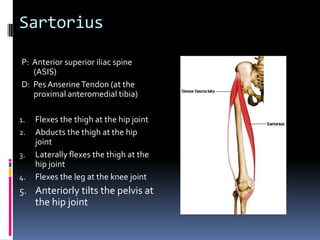 Palpate the gluteus maximus from its medial attachment (lateral sacrum) to its lateral attachment (ITB)