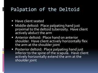 Palpation of the DeltoidHave client seatedMiddle deltoid:  Place palpating hand just proximal to the deltoid tuberosity.  Have client actively abduct the armAnterior deltoid:  Place hand on anterior shoulder.  Have client actively horizontally flex the arm at the shoulder jointPosterior deltoid:  Place palpating hand just inferior to the spine of the scapula.  Have client actively horizontally extend the arm at the shoulder joint