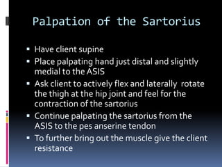 Have the client actively extend and laterally rotate the thigh at the hip joint to further bring out the muscle.
