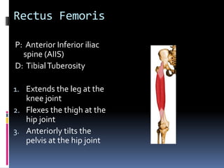 The gluteus maximus does not cover the entire buttocks;  the gluteus medius is just inferior to most of the posterior iliac crestPalpation of Gluteus Maximus