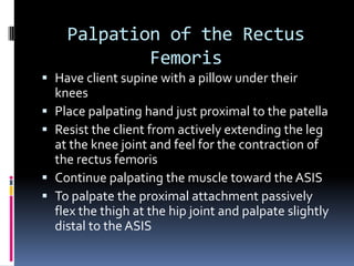 Gluteus MediusP:  External IliumD:  Greater trochanter of the femurAbducts the thigh at the hip joint (entire muscle)Flexes the thigh at the hip joint (anterior fibers)Medially rotates the thigh at the hip joint (anterior fibers)Extends the thigh at the hip joint (posterior fibers)Laterally rotates the thigh at the hip joint (posterior fibers)Posteriorly tilts the pelvis at the hip joint (posterior fibers)Anteriorly tilts the pelvis at the hip joint (anterior fibers)