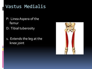 Anterior portion:  Place palpating hand just posterior and inferior to the ASIS and feel for the anterior fibers.  Ask client to flex and medially rotate the thigh at the hip joint.