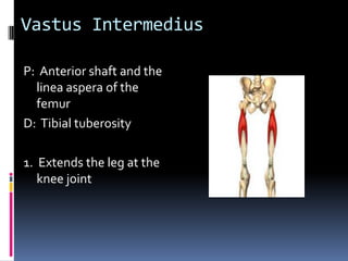 Distinguishing gluteus medius from glut max and piriformis can be difficultPalpation of the Gluteus Medius