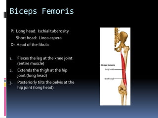 Have client supinePlace palpating hand just distal and slightly lateral to the ASISHave client actively hold the thigh in a position of flexion and medial rotation at the hip jointResist the client from further flexion of the thigh at the hip joint and feel for the contraction of the TFLContinue palpating the TFL distally and slightly posteriorly toward ITB attachmentPalpation of Tensor Fascia Latae