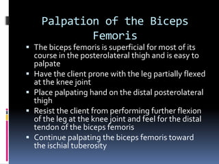 SartoriusP:  Anterior superior iliac spine (ASIS)D:  Pes Anserine Tendon (at the proximal anteromedial tibia)Flexes the thigh at the hip jointAbducts the thigh at the hip jointLaterally flexes the thigh at the hip jointFlexes the leg at the knee jointAnteriorly tilts the pelvis at the hip joint  