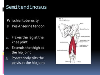 Have client supinePlace palpating hand just distal and slightly medial to the ASISAsk client to actively flex and laterally  rotate the thigh at the hip joint and feel for the contraction of the sartoriusContinue palpating the sartorius from the ASIS to the pes anserine tendonTo further bring out the muscle give the client resistancePalpation of the Sartorius
