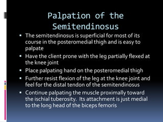 Rectus FemorisP:  Anterior Inferior iliac spine (AIIS)D:  TibialTuberosityExtends the leg at the knee jointFlexes the thigh at the hip jointAnteriorly tilts the pelvis at the hip joint