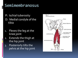 Have client supine with a pillow under their kneesPlace palpating hand just proximal to the patellaResist the client from actively extending the leg at the knee joint and feel for the contraction of the rectus femorisContinue palpating the muscle toward the ASISTo palpate the proximal attachment passively flex the thigh at the hip joint and palpate slightly distal to the ASISPalpation of the Rectus Femoris