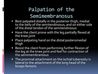Vastus LateralisP:  Linea Aspera of the femur	D:  Tibial tuberostiy1.  Extends the leg at the knee joint