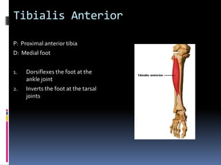 Have client supinePlace palpating hand just distal to the greater trochanterAsk the client to contract the quadriceps femoris group and feel for contraction of the vastus lateralisContinue palpating distally toward the patellaPalpation of the Vastus Lateralis