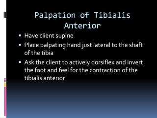 Vastus MedialisP:  Linea Aspera of the femurD:  Tibial tuberosity1.  Extends the leg at the knee joint