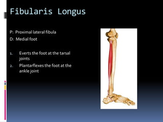 Have client supinePlace palpating hand just proximal and medial to the patellaAsk the client to contract the quadriceps femoris group and feel for the contraction of the vastus medialisContinue palpating the vastus medialis proximally as far as possibleThe vastus medialis is best palpated medially in the distal 1/3 of the thighPalpation of the Vastus Medialis