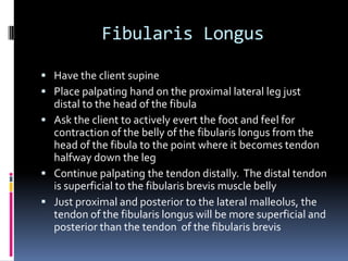 Vastus IntermediusP:  Anterior shaft and the linea aspera of the femurD:  Tibial tuberosity1.  Extends the leg at the knee joint