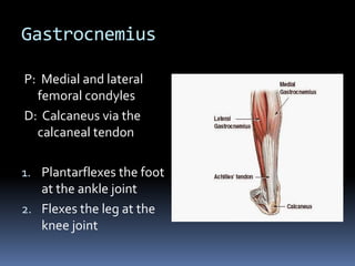 Deep and difficult to palpateHave client supinePlace palpating hand just proximal to the patellaIf the rectus femoris can be lifted and/or moved aside, the distal vastus intermedius may be palpated deep to the rectus femoris when approached from either the medial or lateral sideTo feel the vastus intermedius deep to the rectus femoris, make sure that the direction of your pressure is directed toward the middle of the femurPalpation of Vastus Intermedius