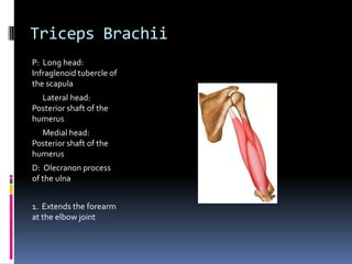 Triceps Brachii	P:  Long head:  Infraglenoid tubercle of the scapula      Lateral head:  Posterior shaft of the humerus      Medial head:  Posterior shaft of the humerusD:  Olecranon process of the ulna1.  Extends the forearm at the elbow joint