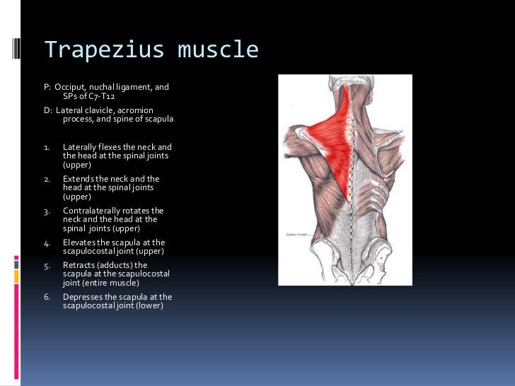 Palpation Review For Final Exam