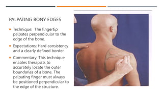 PALPATING BONY EDGES
 Technique: The fingertip
palpates perpendicular to the
edge of the bone.
 Expectations: Hard consistency
and a clearly defined border.
 Commentary: This technique
enables therapists to
accurately locate the outer
boundaries of a bone. The
palpating finger must always
be positioned perpendicular to
the edge of the structure.
 