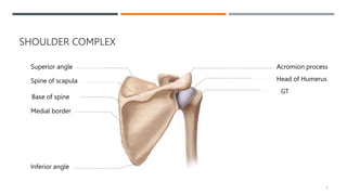 SHOULDER COMPLEX
7
Spine of scapula
Superior angle
Base of spine
Medial border
Inferior angle
Acromion process
Head of Humerus
GT
 
