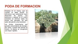 PODA DE FORMACION
Empieza en el vivero, que es
cuando se debe formar la
estructura que sustentarán buen
desarrollo de planta. Las
prácticas a realizar en el vivero
consisten en eliminar todos los
brotes mal ubicados, los que
salen del patrón y los mamones .
Los brotes innecesarios son
grandes consumidores de energía,
por tanto, cuando más tiernos se
corten, la planta se recuperará
con mayor rapidez.
 