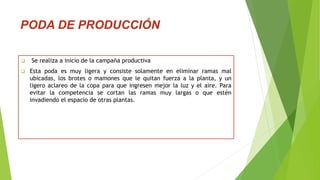 PODA DE PRODUCCIÓN
 Se realiza a inicio de la campaña productiva
 Esta poda es muy ligera y consiste solamente en eliminar ramas mal
ubicadas, los brotes o mamones que le quitan fuerza a la planta, y un
ligero aclareo de la copa para que ingresen mejor la luz y el aire. Para
evitar la competencia se cortan las ramas muy largas o que estén
invadiendo el espacio de otras plantas.
 