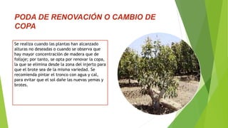 PODA DE RENOVACIÓN O CAMBIO DE
COPA
Se realiza cuando las plantas han alcanzado
alturas no deseadas o cuando se observa que
hay mayor concentración de madera que de
follaje; por tanto, se opta por renovar la copa,
la que se elimina desde la zona del injerto para
que el brote sea de la misma variedad. Se
recomienda pintar el tronco con agua y cal,
para evitar que el sol dañe las nuevas yemas y
brotes.
 