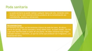Poda sanitaria
 La poda sanitaria se puede realizar cualquier época del año, teniendo como
objetivo retirar todo material enfermo producto de la contaminación por
Lasiodiplodia, queresas y antracnosis
Recomendaciones
Al momento de podar, las herramientas (tijeras de poda de mano, de altura,
sierras de pértiga, sierras manuales y otras) deben estar en buen estado, con filo
y que sean desinfectadas al pasar de una planta .No debe utilizarse bajo ningún
concepto hachas y machetes, ya que los cortes que producen son irregulares, y la
cicatrización lenta.
 